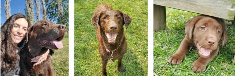 Council approves lot size exemption for kennel applicant