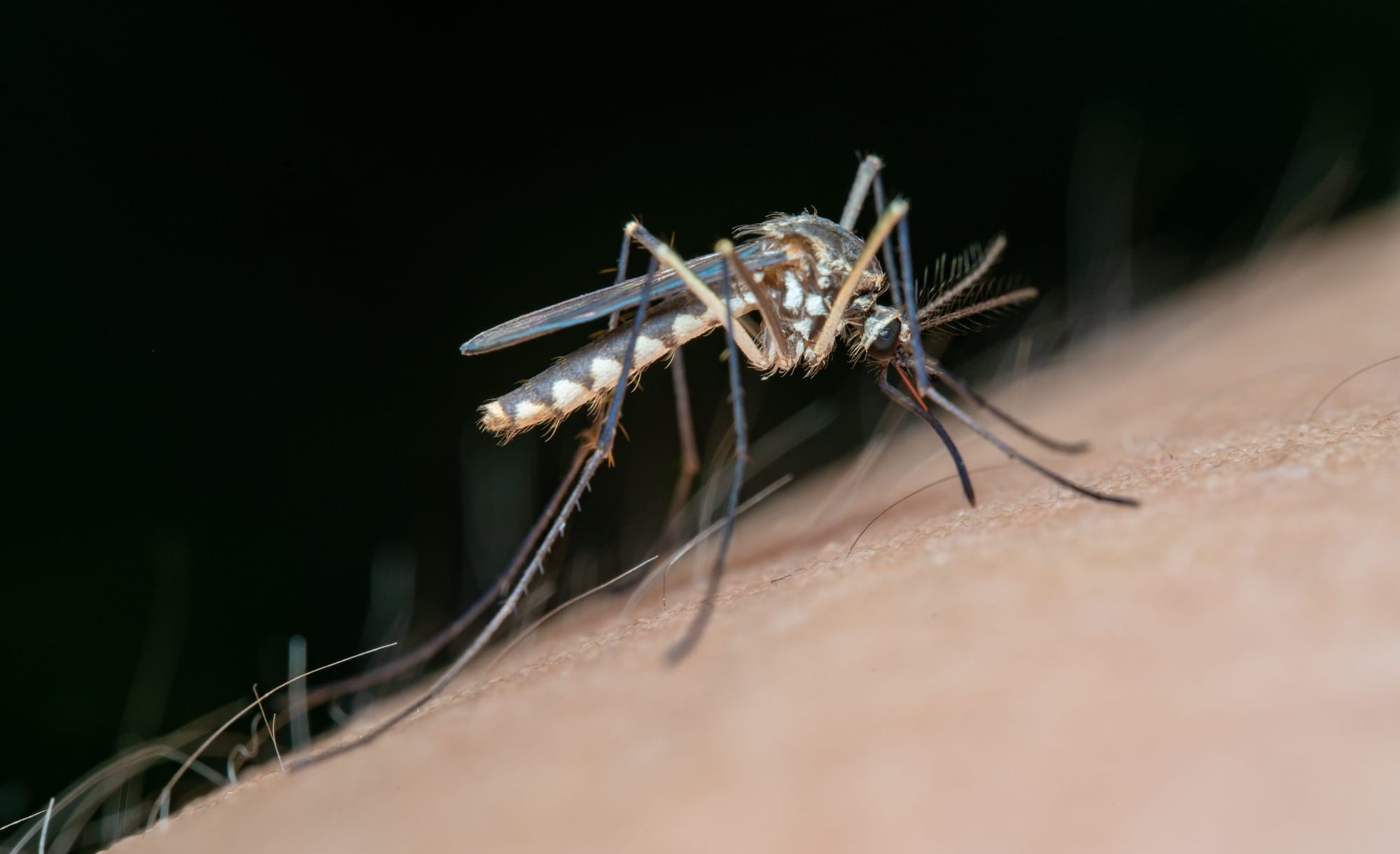 Are there more mosquitoes this year? Experts say it's too early to tell for sure