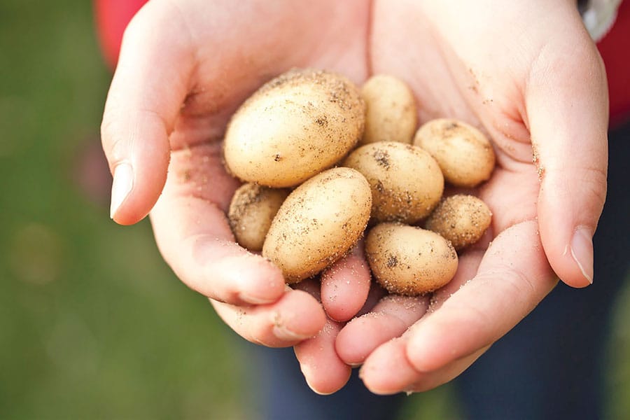 How to grow the perfect potato