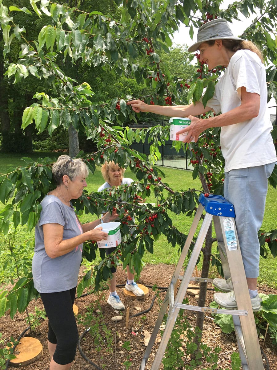 Cherry trees thrive at Fergus Sportsplex