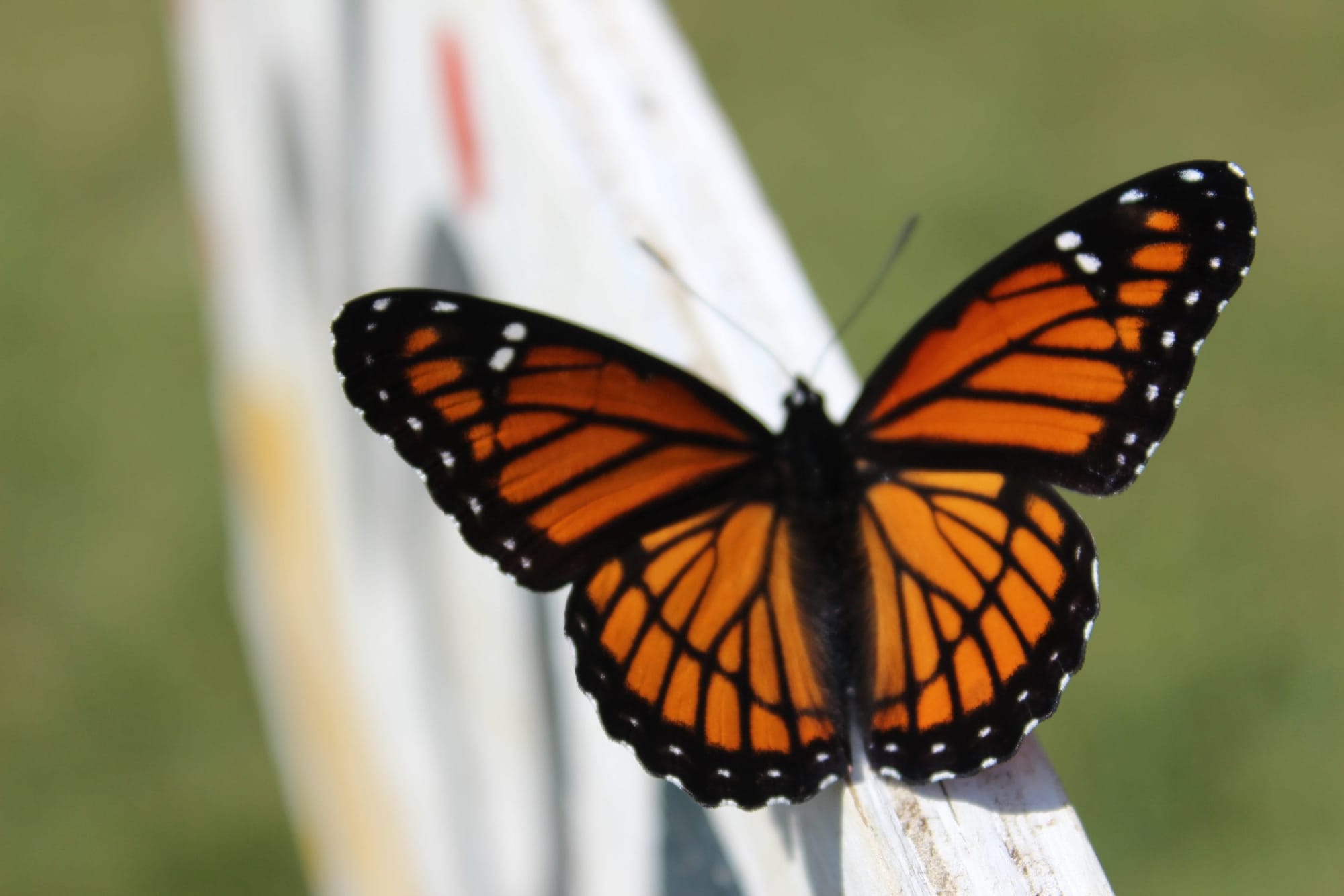 Bugs bring balance to ecosystems and help gardens flourish