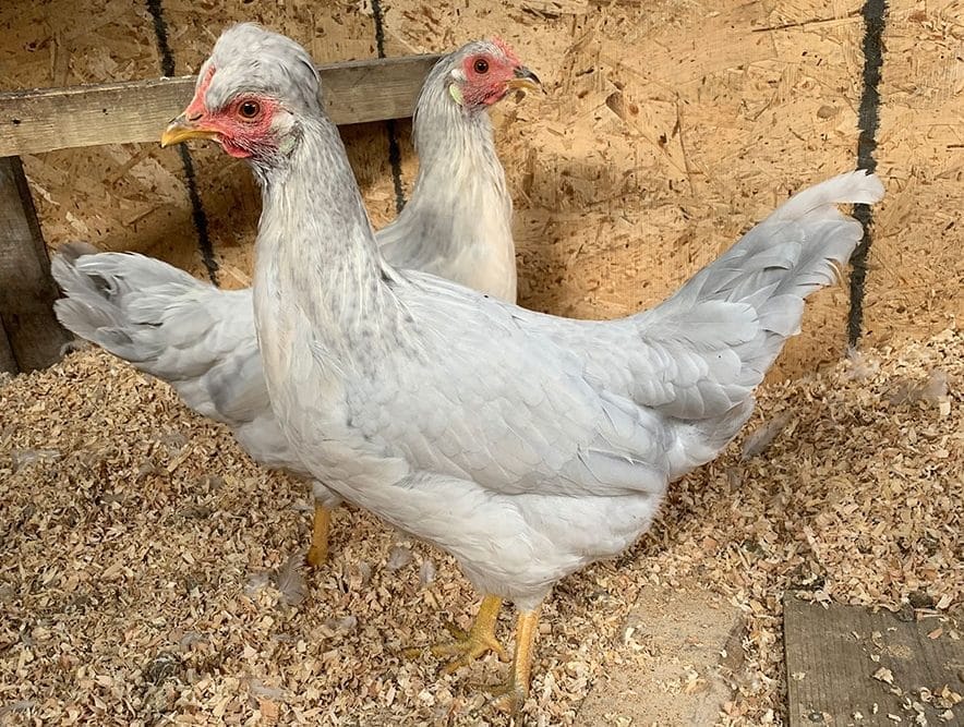 Mapleton residents seeks ban or better regulation of backyard chickens