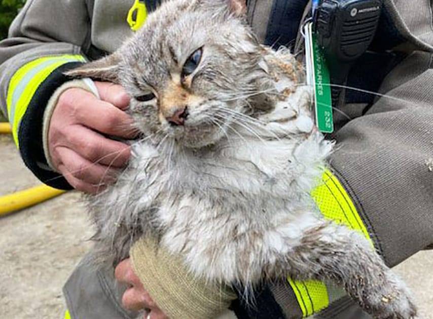 Firefighters save cat from workshop fire in Guelph/Eramosa