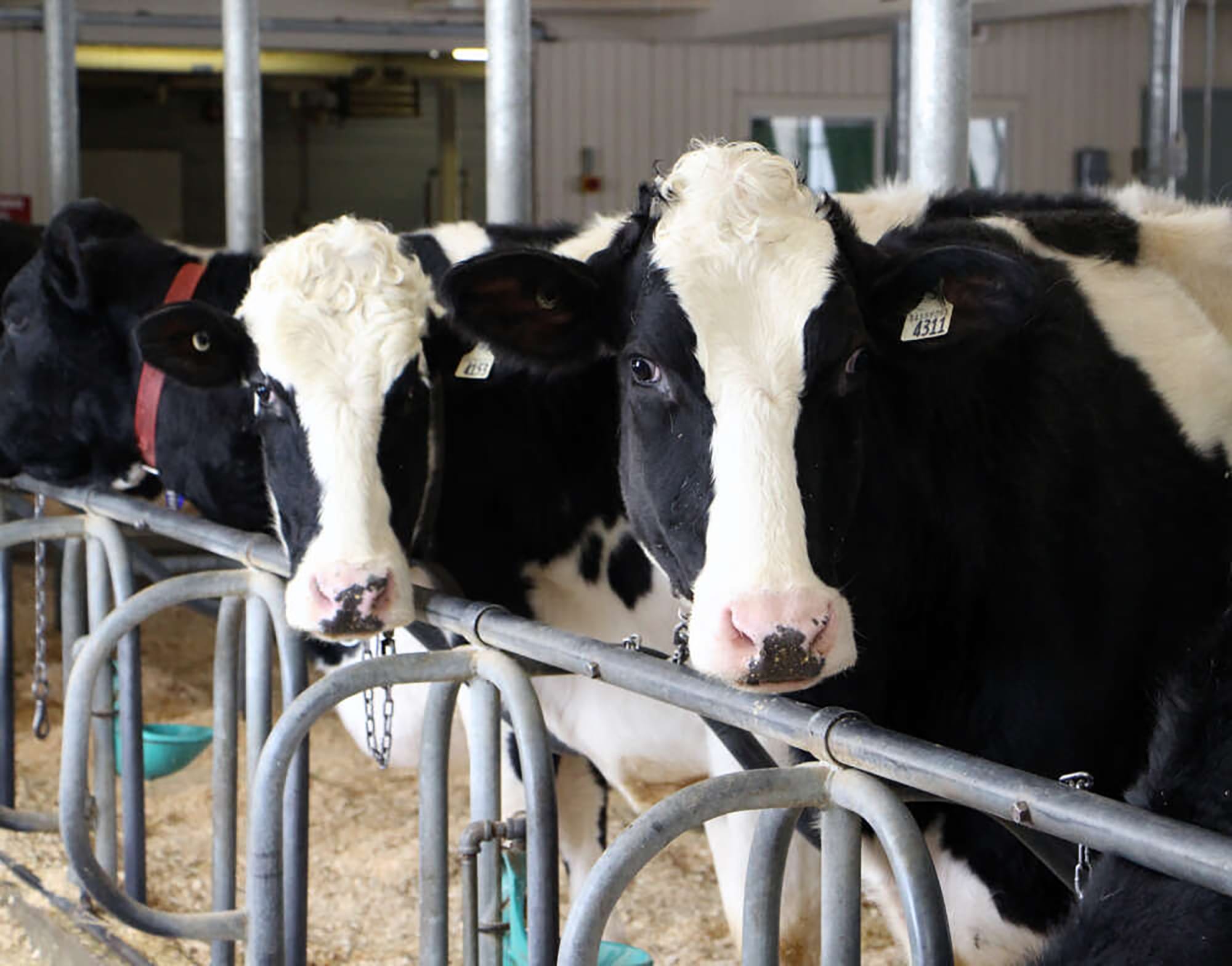 Research on breeding lower-burp cows wins innovation award