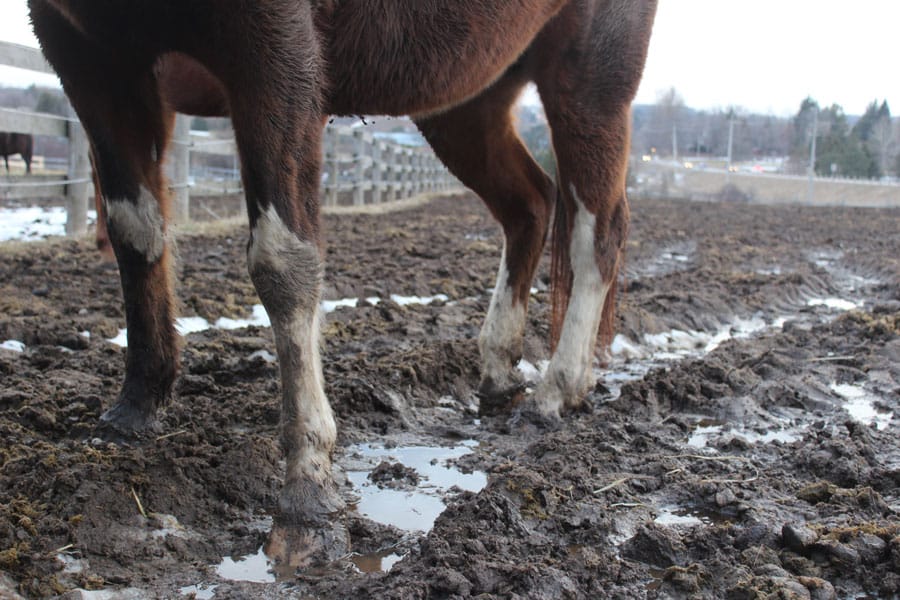 Experts offer tips to manage muddy paddocks