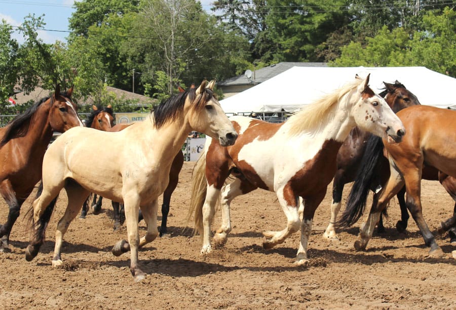 Equine Guelph offers free body condition course on World Horse Day