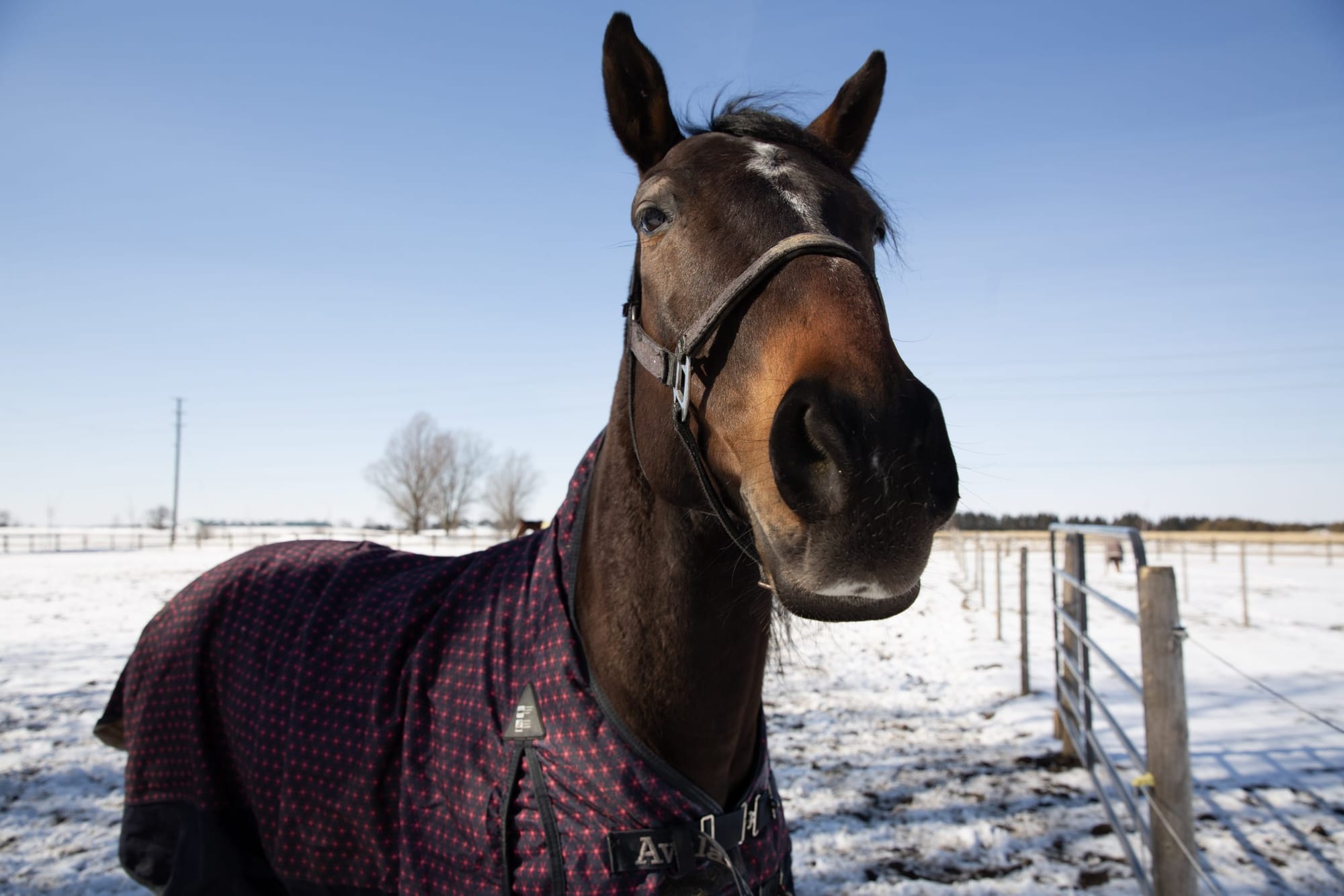 Strategies to safeguard against equine colic