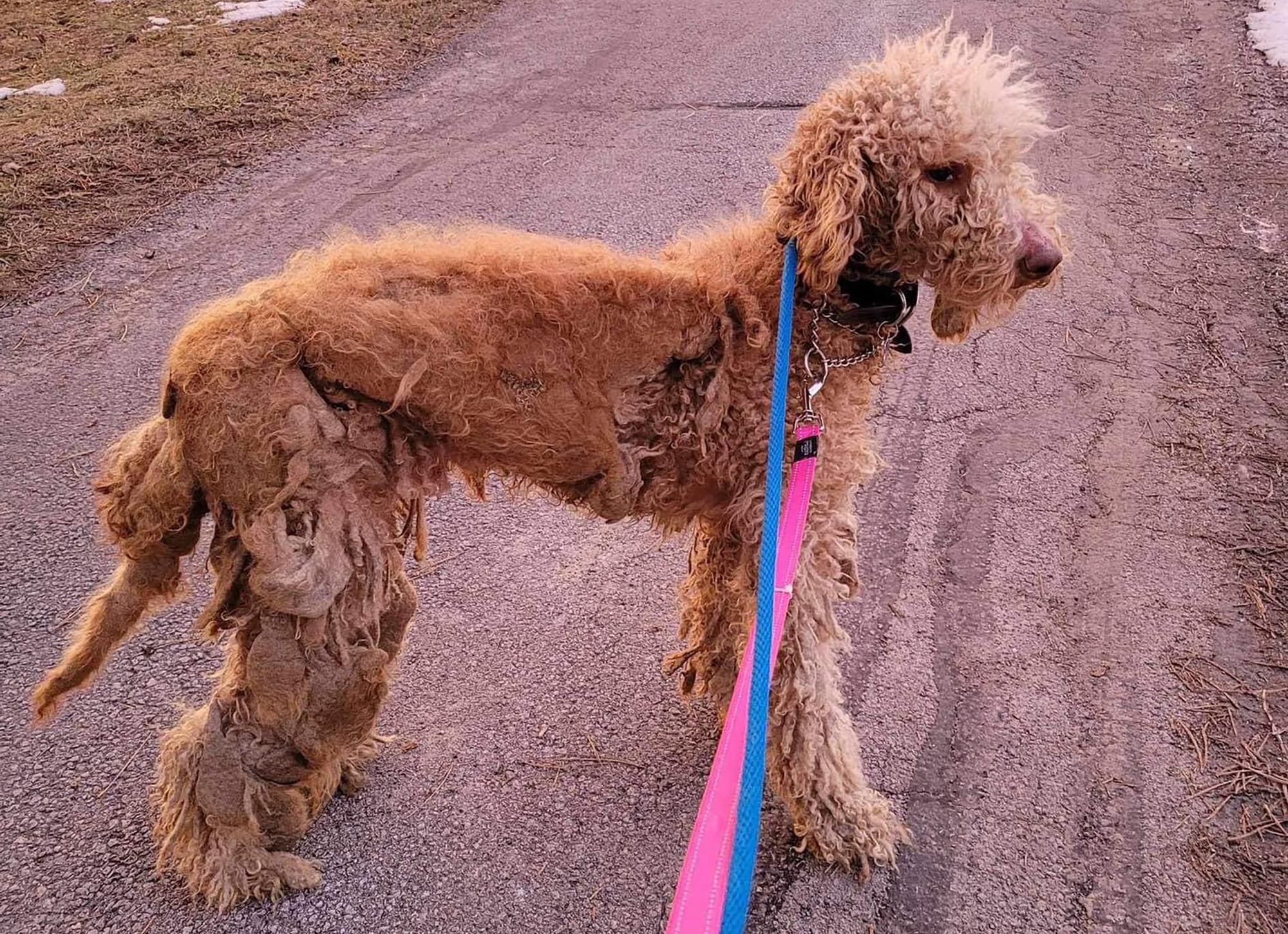 Stray dog ‘Spudley’ rescued with community support