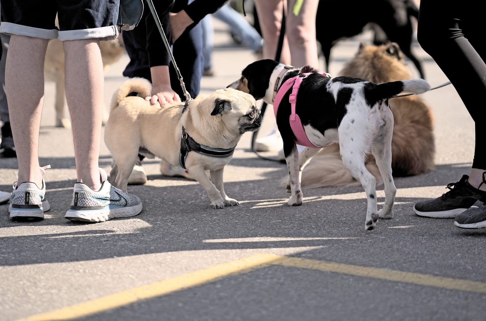 Happy Trails walk supports Guelph Humane Society