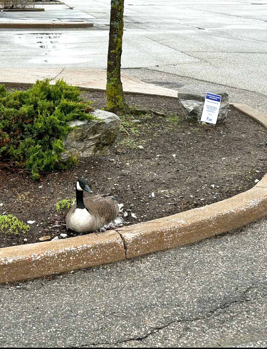 It’s nesting time; leave geese alone says GHS