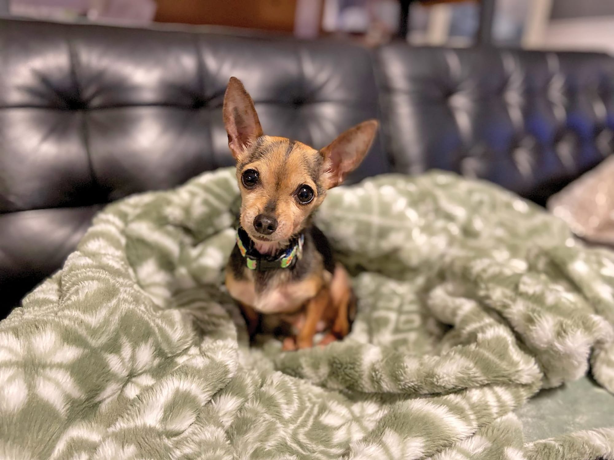 Dog abandoned in outhouse adopted by foster family