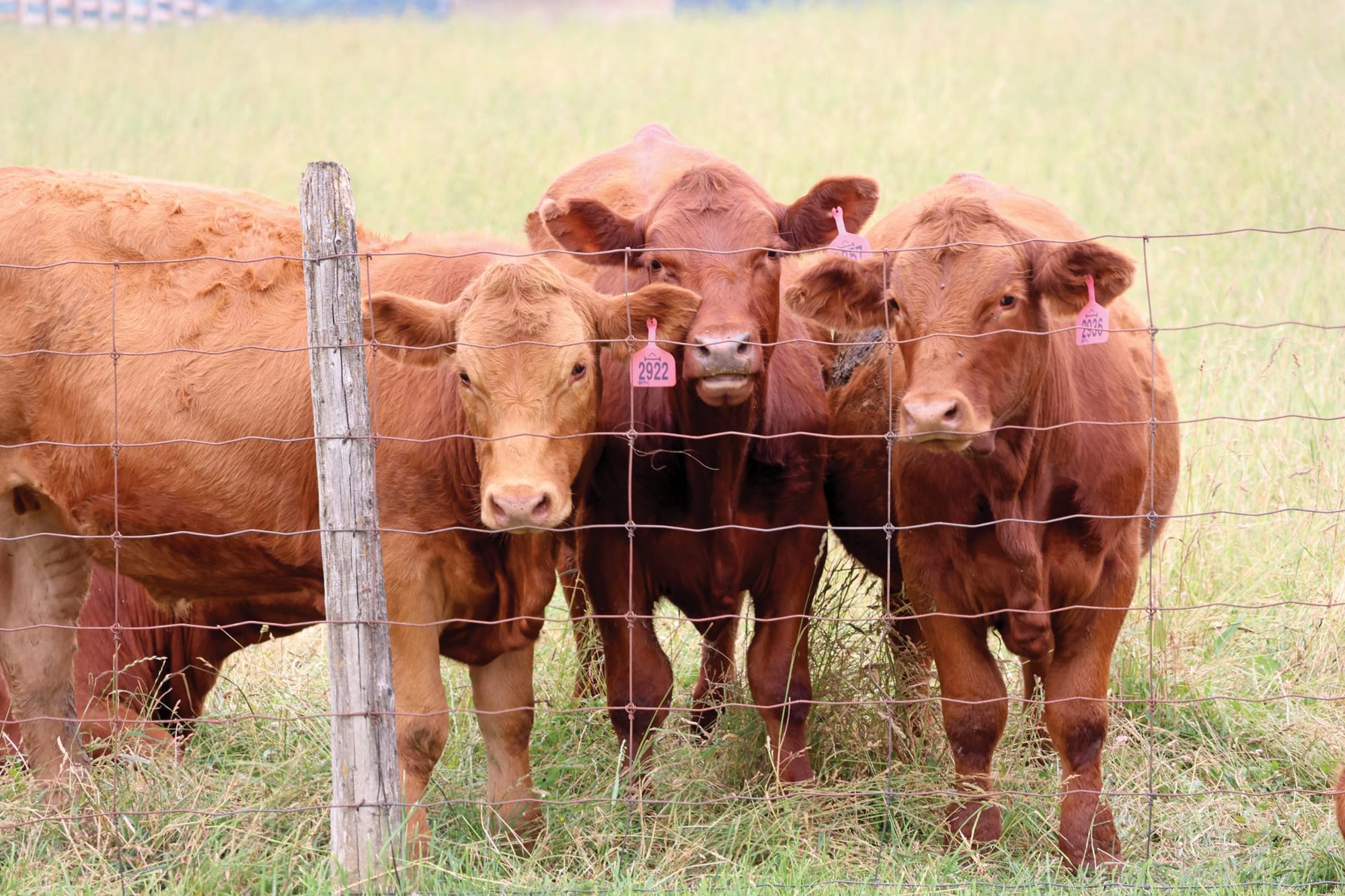 Beef farmers worry about impact of ongoing Cargill strike