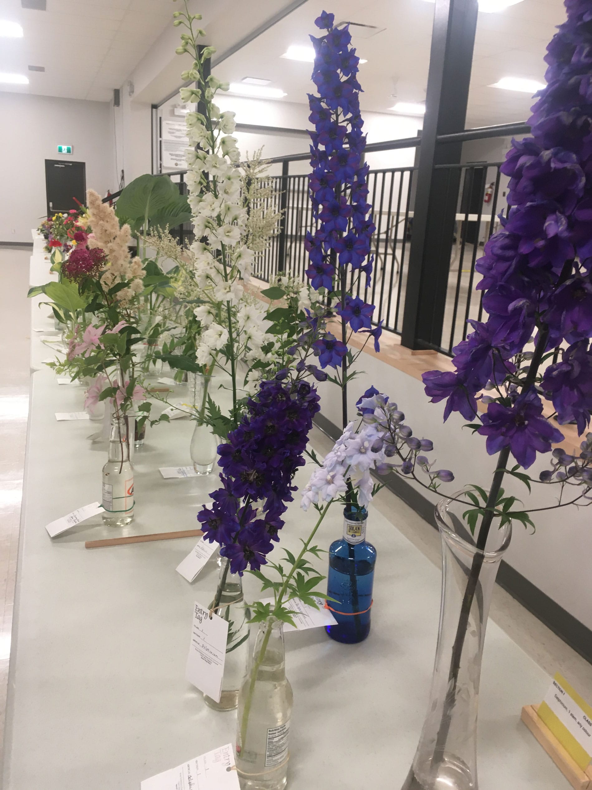 Mapleton Horticultural Society's summer flower show, a blooming success