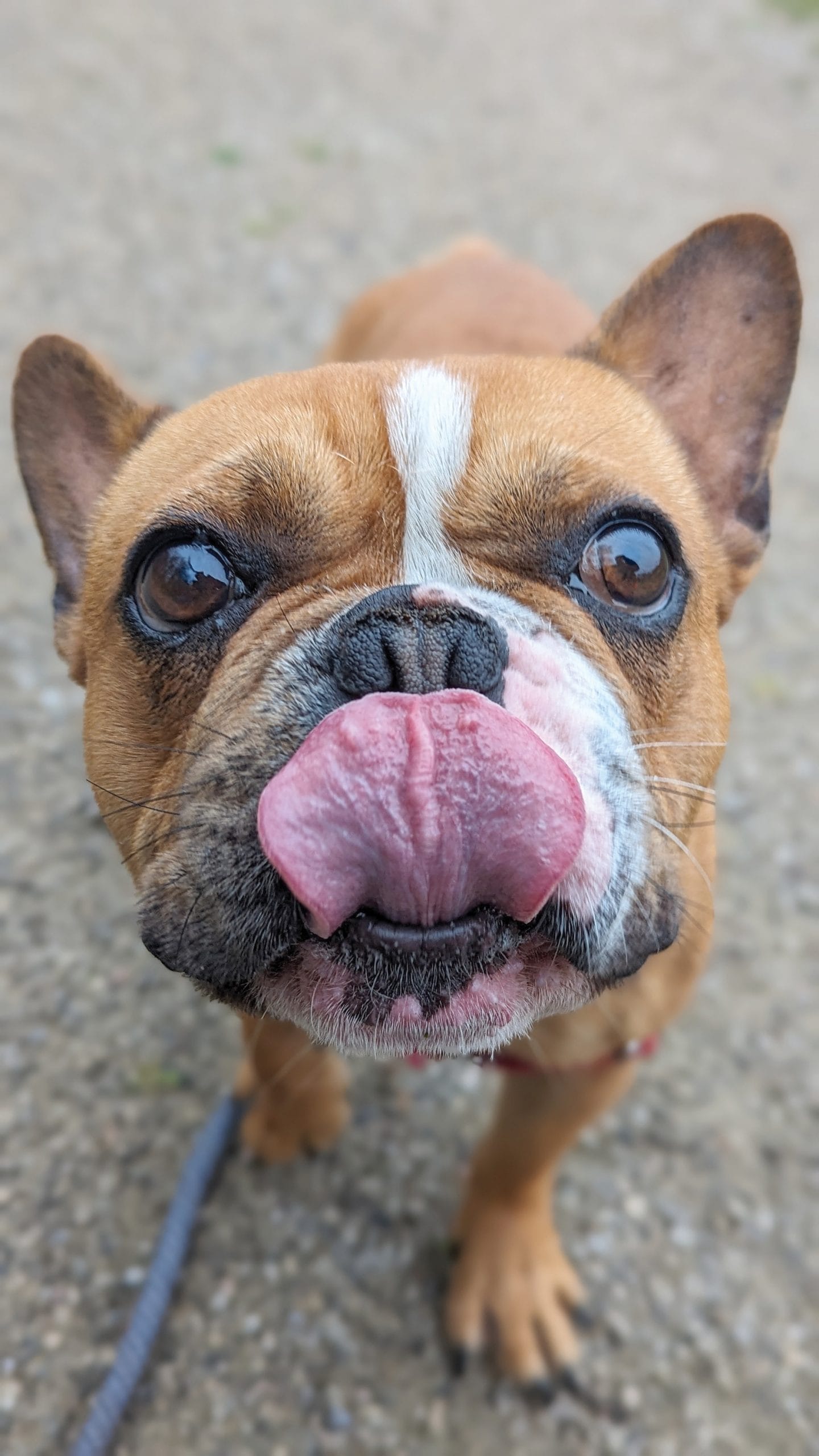 Cute pet photos: Humane Society fundraiser