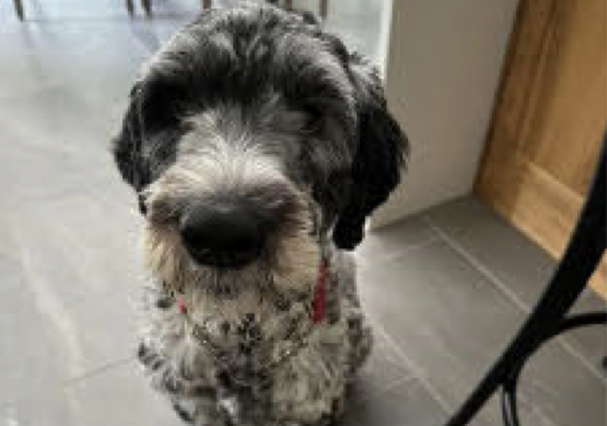 Minto council designates dog dangerous after ‘severe’ biting incident