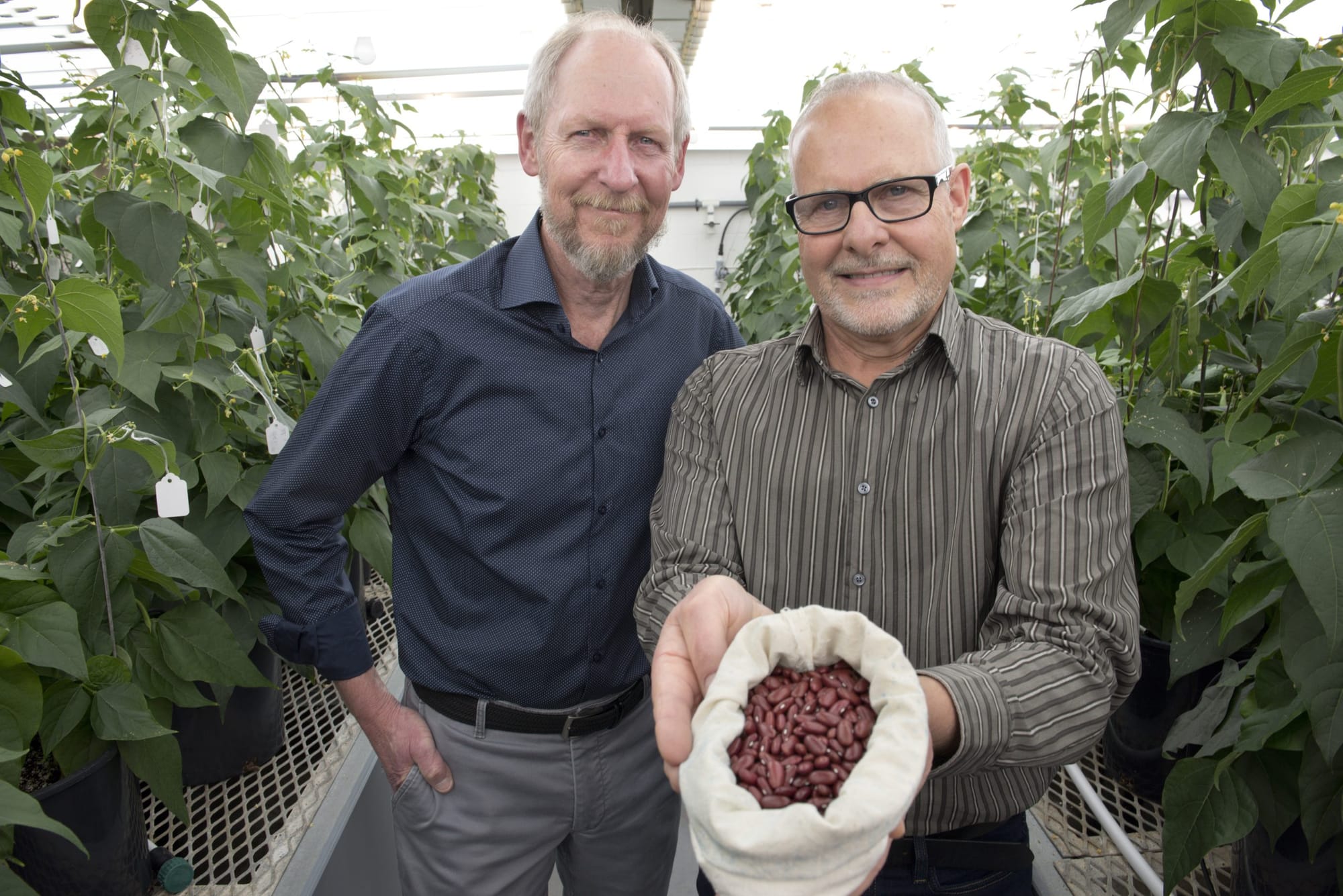 Dynasty kidney bean wins University of Guelph’s Innovation of the Year Award