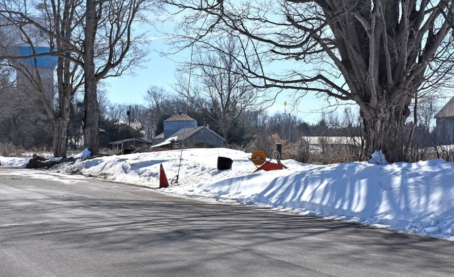 Neighbours attempt to save century-old trees in Fergus