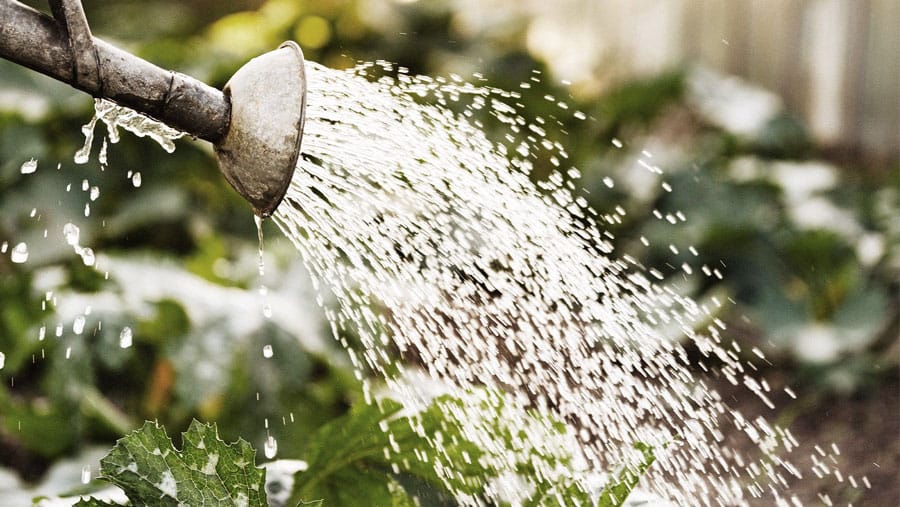 Gardeners beware: water restrictions may be in your future