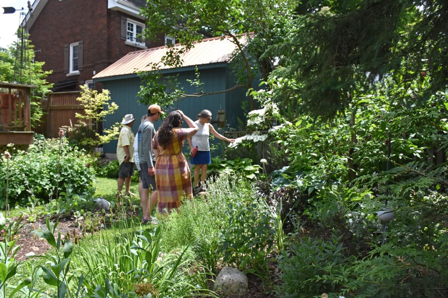 Some real stunners on Fergus garden tour