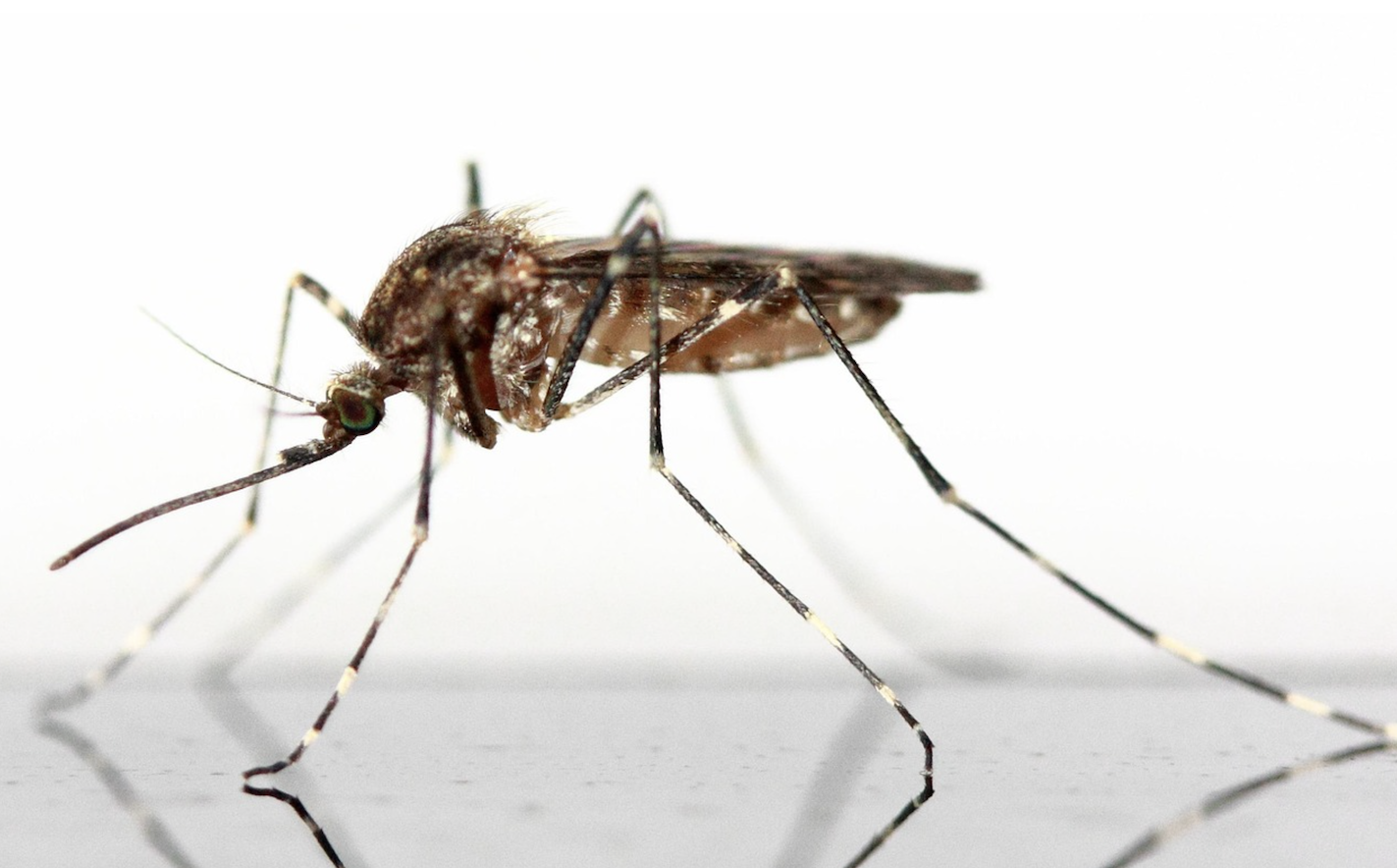 Horse euthanized after rare equine virus discovered in county