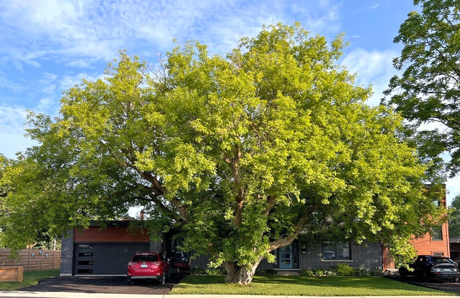 Saved from removal, Manitoba maple named Centre Wellington’s Tree of the Year