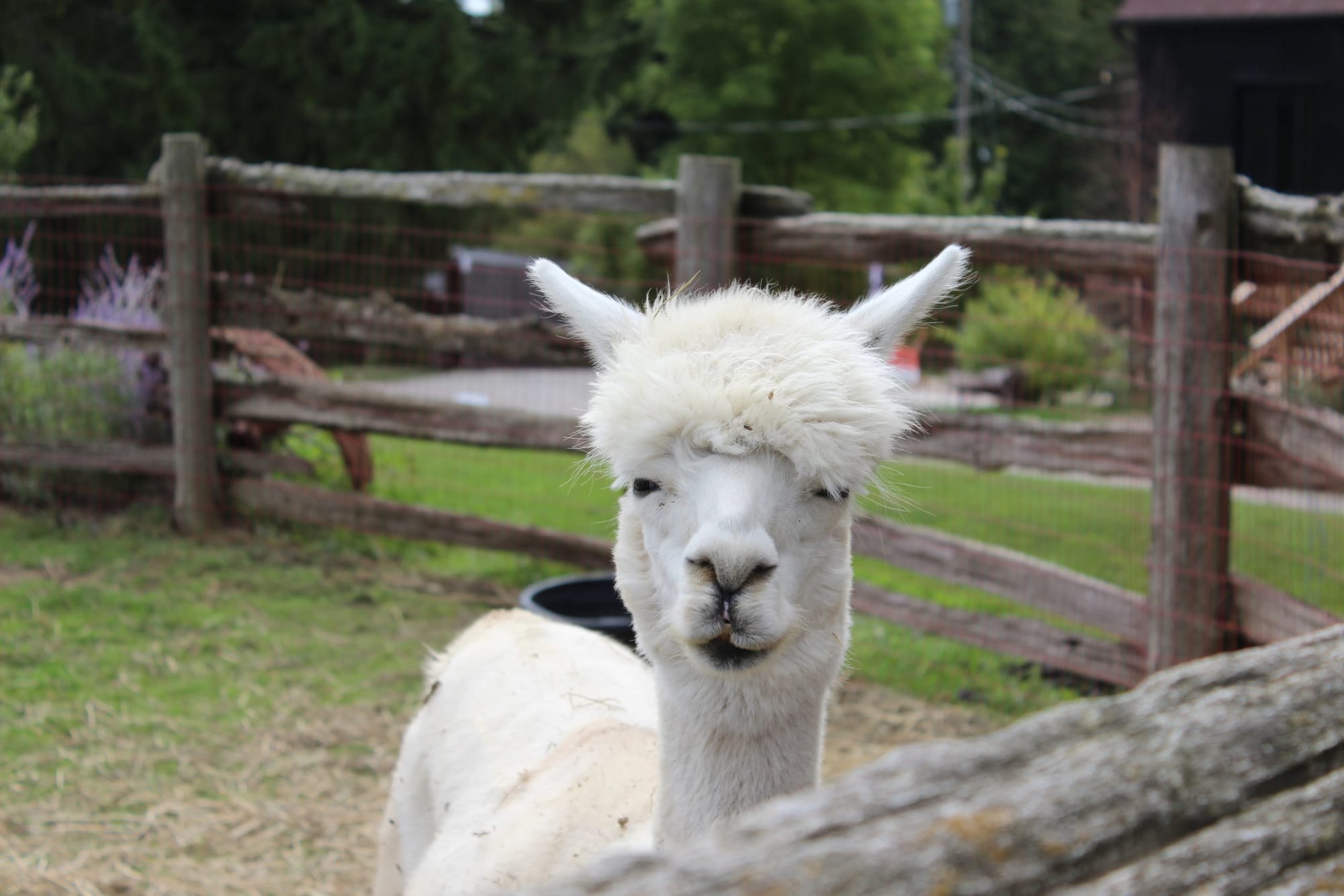 Organizers expect ‘one of largest’ Rural Romps to date