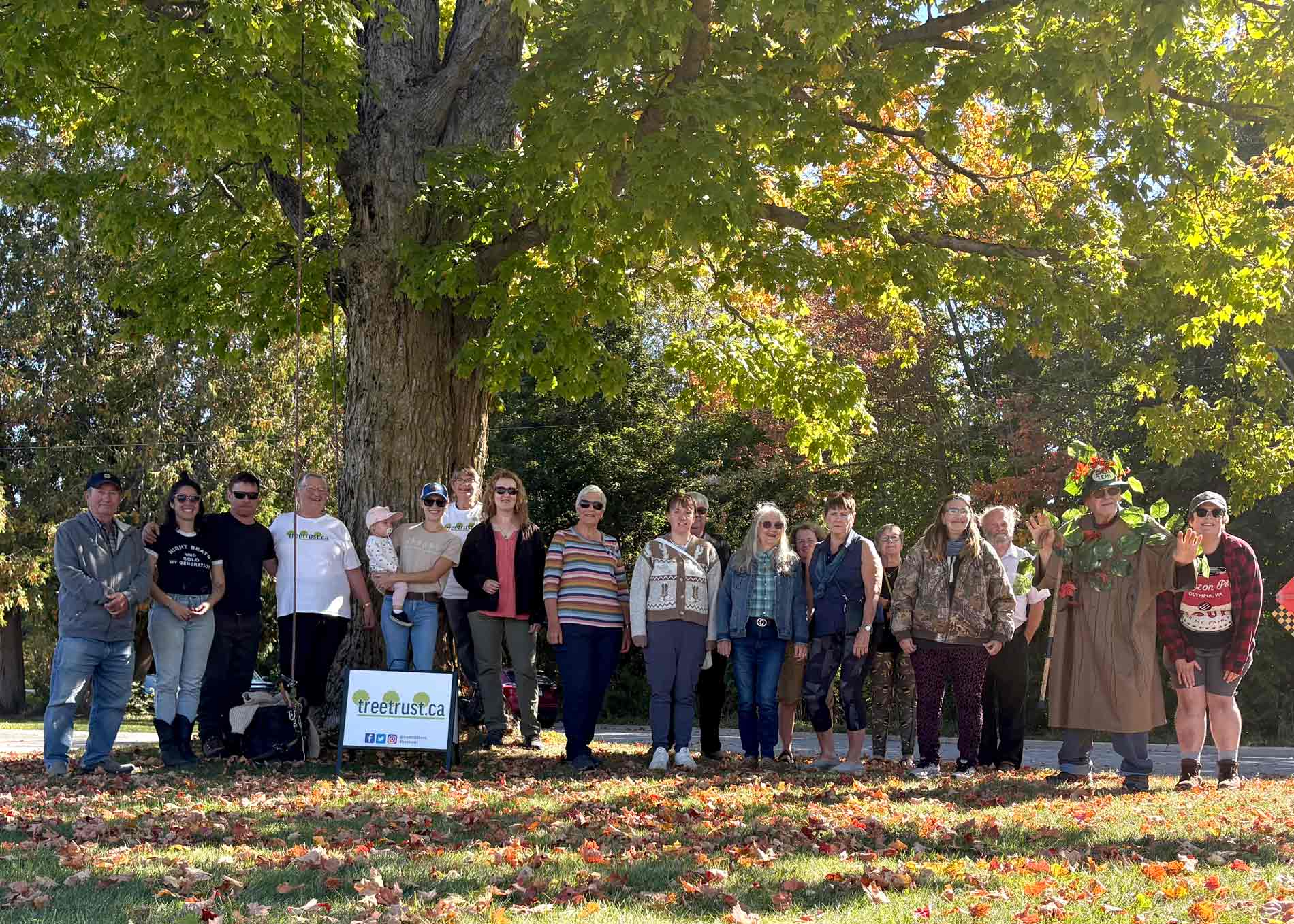 Mount Forest maple picked as Tree of the Year