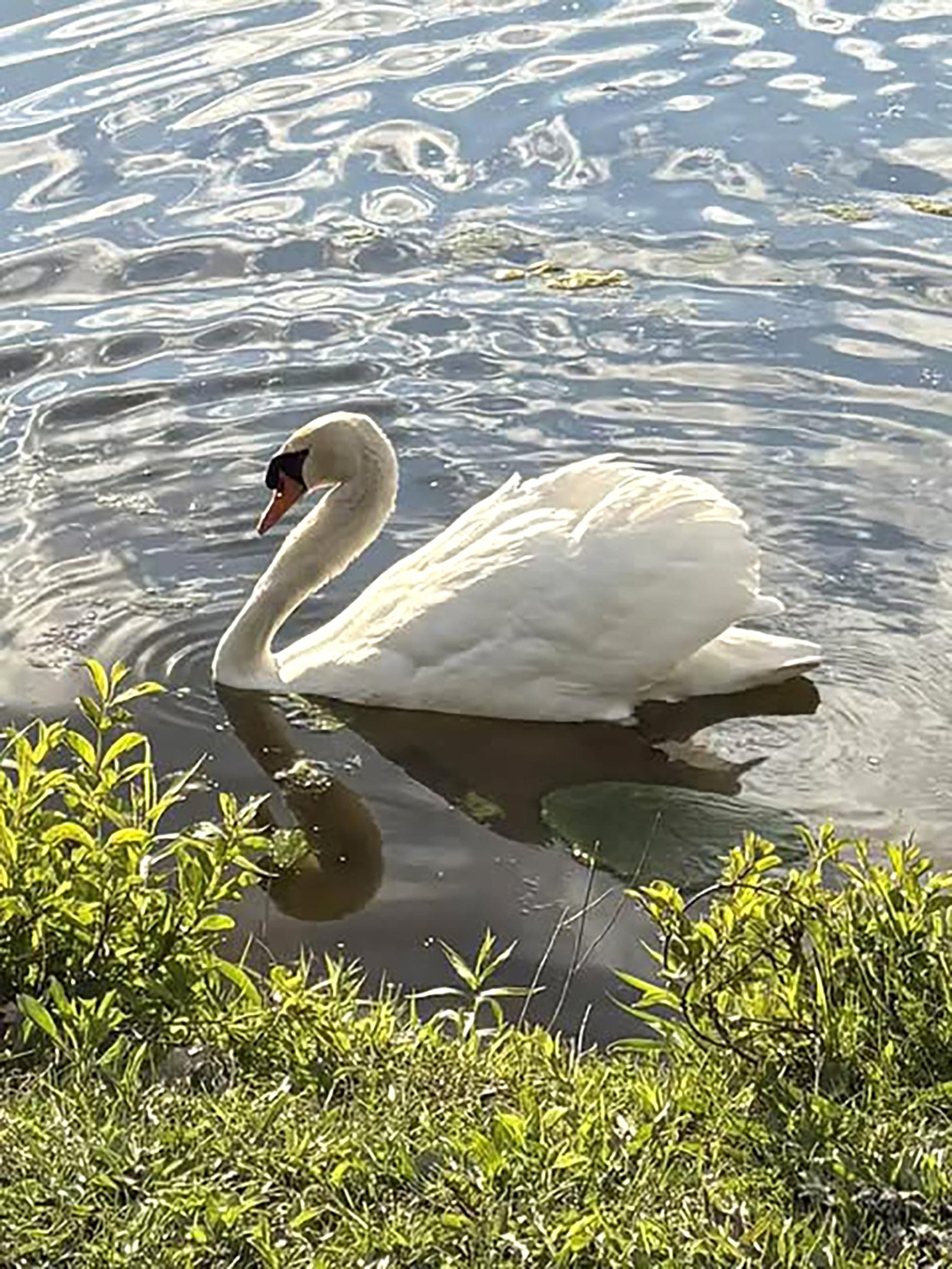 Community mourns beloved Millage Pond swan